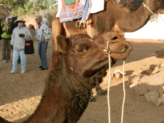 DSCN0525