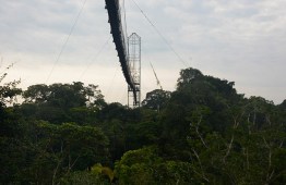 Canopy walk from below