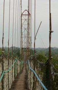 Jungle canopy walk