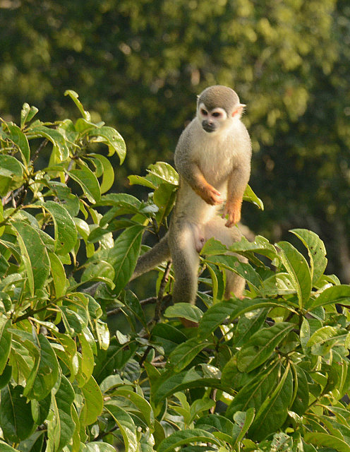 3.1390828354.squirrel-monkey-monkeying-around