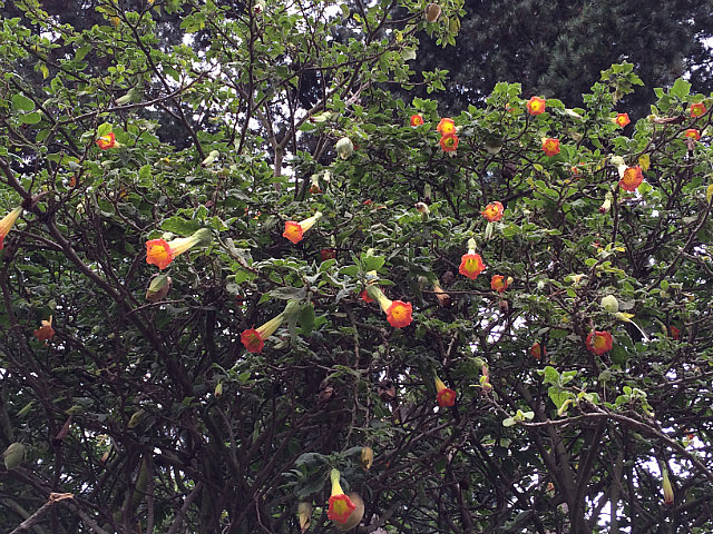 This tree is both good and bad. From the flower comes atropine used for opthalmic and respiratory healing. From the see comes scopolomine, the date rape drug. This tree was on the grounds of Hacienda La Ciénega.