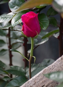 A perfect bright fushia rose