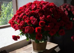 Beautiful red roses