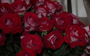 3.1391010675.latin-lady-roses