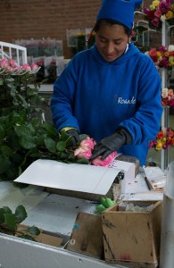 Packing roses