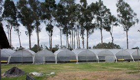Rose greenhouses