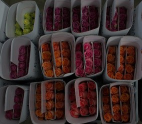 Roses awaiting shipment
