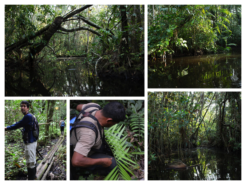 Amazon collage