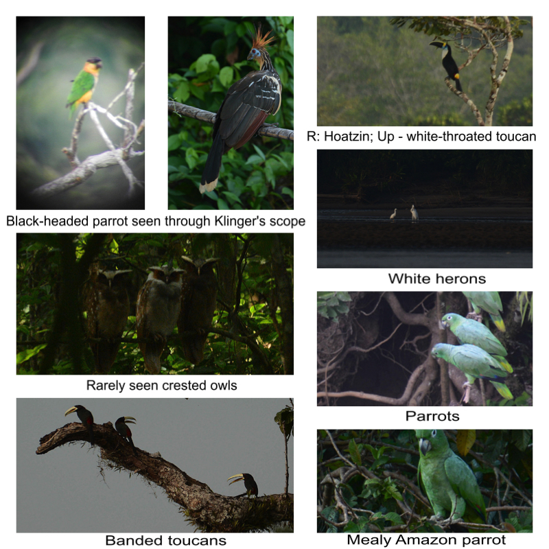 Bird collage