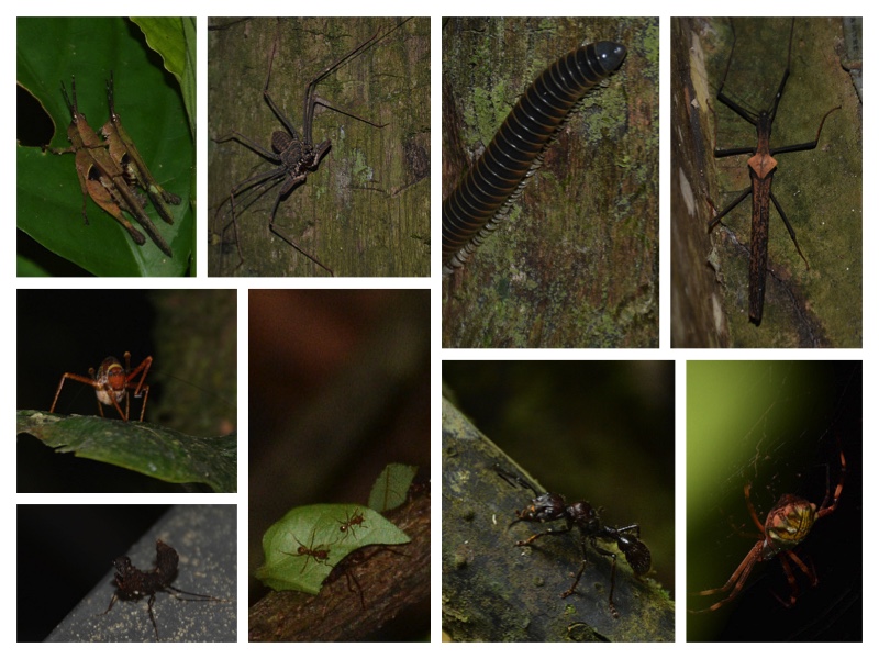 Bugs collage