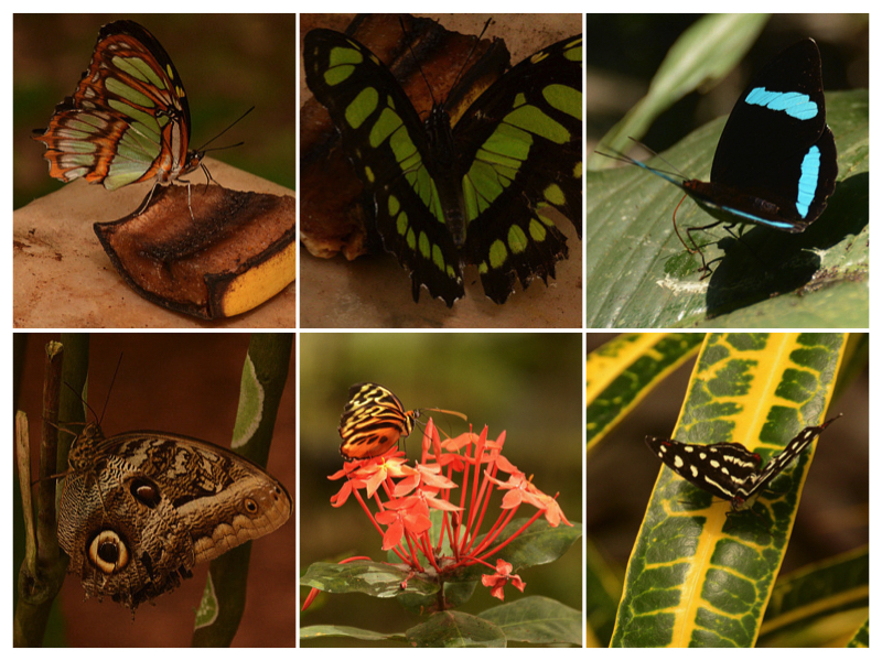 Butterfly collage