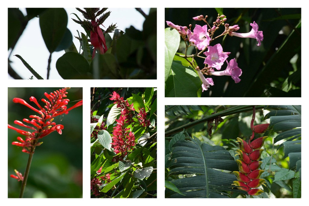 Flower collage