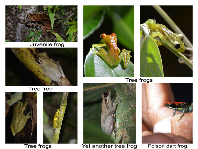 Frog collage