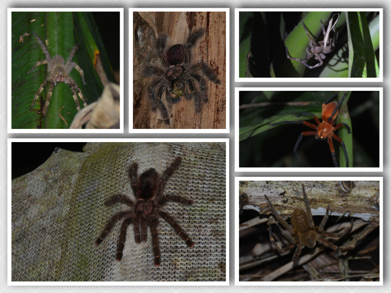 Tarantula collage