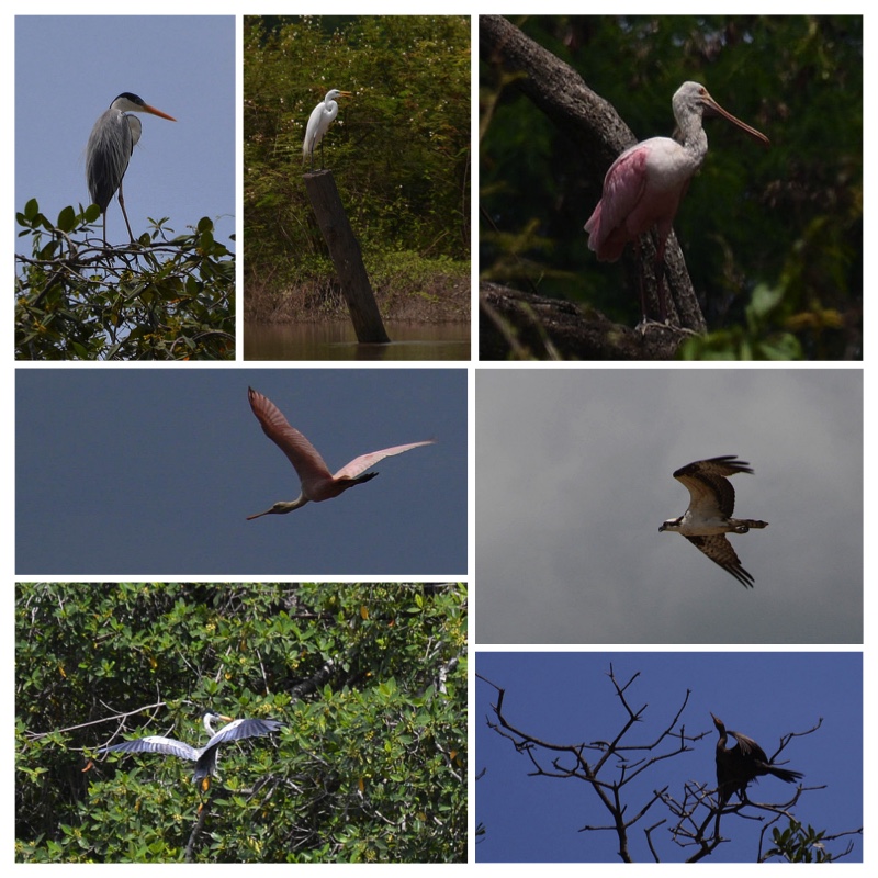 Bird Collage