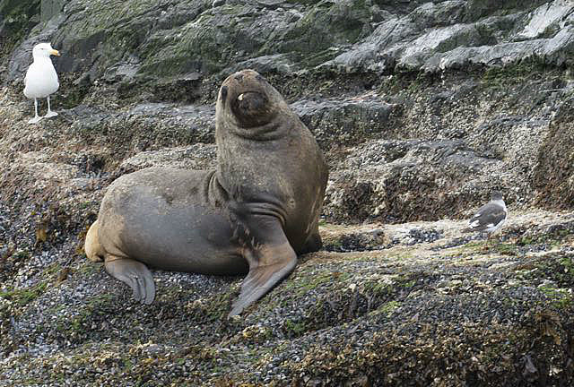 Female sea lion
