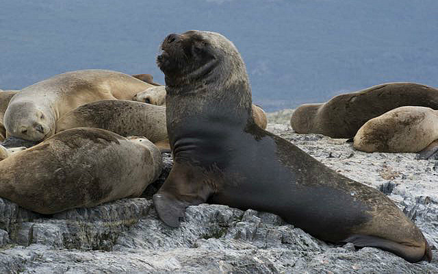 Male sea lion commanding things