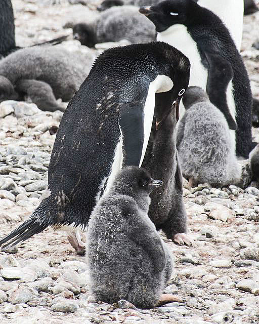 Adélie chick with sibling being fed