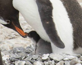 Gentoo mom and chick