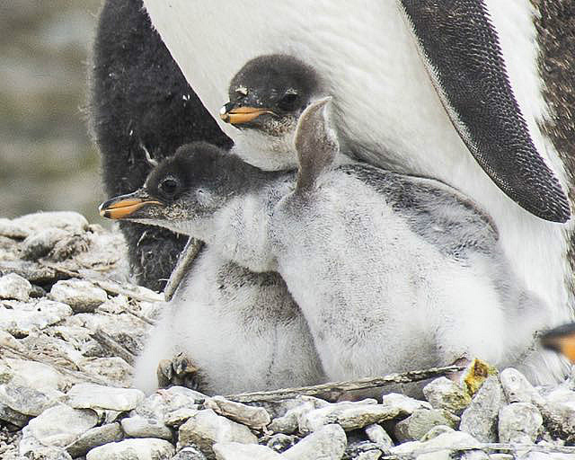 Two Gentoo chicks