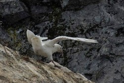 Snowy sheathbill
