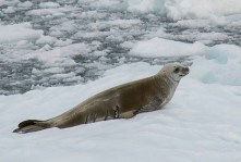 Crabeater seal