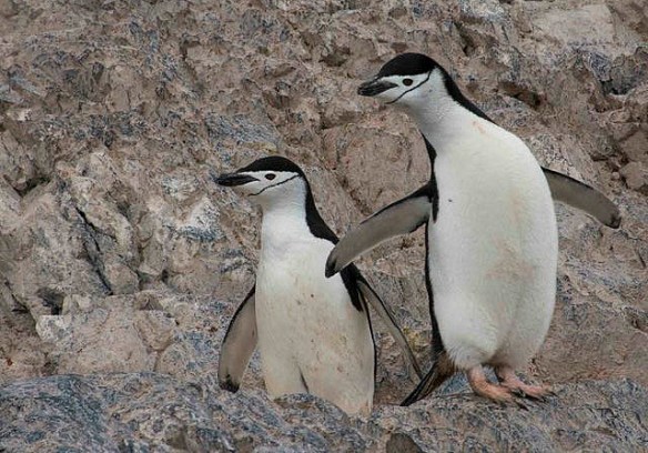 My favourite little Chinstrap friends
