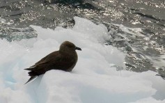 Skua