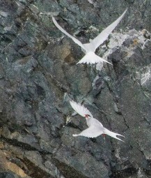 Antarctic tern