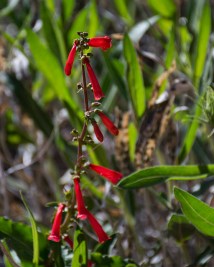 Firecracker penstemon