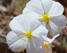 Evening primrose