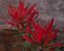 Indian paintbrush