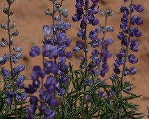 Silvery lupine