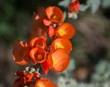 Scarlet Globemallow