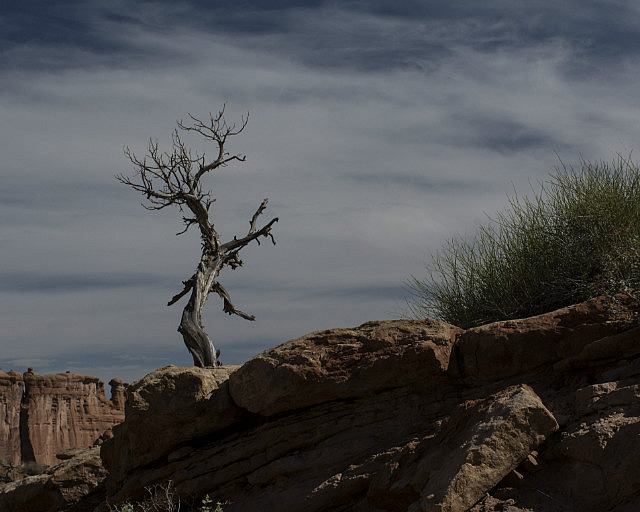 Twisted tree