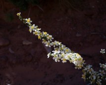 Cliff rose