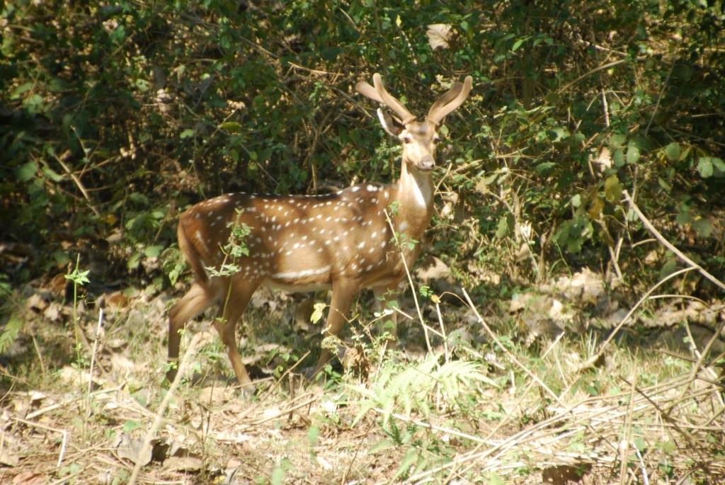We saw several families of spotted deer on our drive through Bandipur National Park. This stag seemed to know we were taking pictures. He posed for us for quite some time.