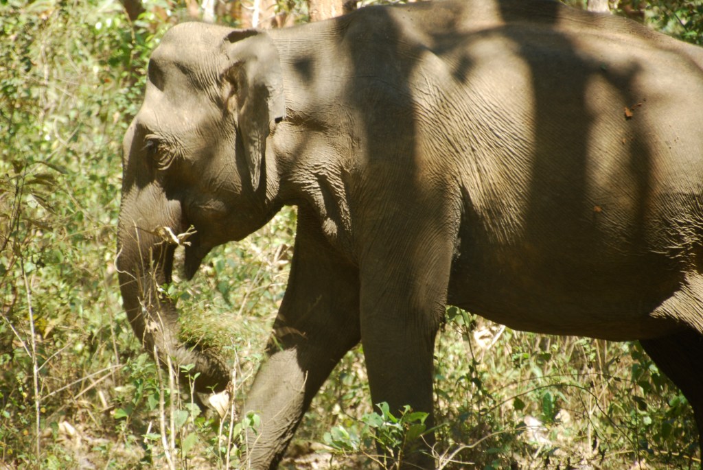 This mother elephant was very protective of her baby and moved for cover when we pulled up at the side of the road. After we had sat there for some time though, she became braver and she and baby came into view. We were very excited!