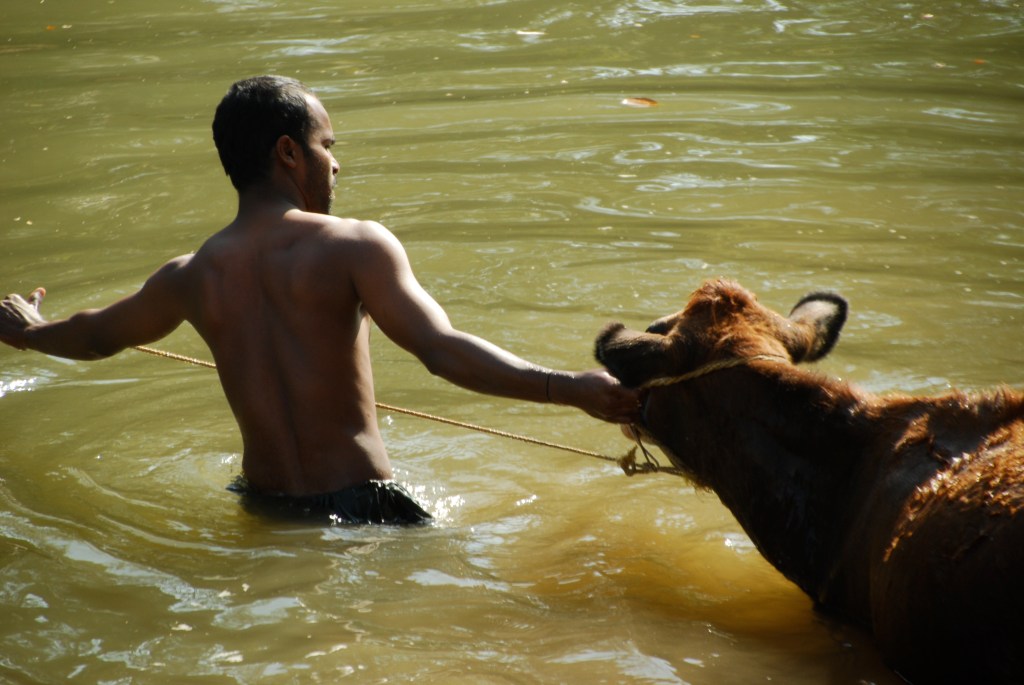 Men were bathing their cows in a river we crossed over. This cow seemed to be particularly reluctant to enter the water. Perhaps it wasn't warm enough?