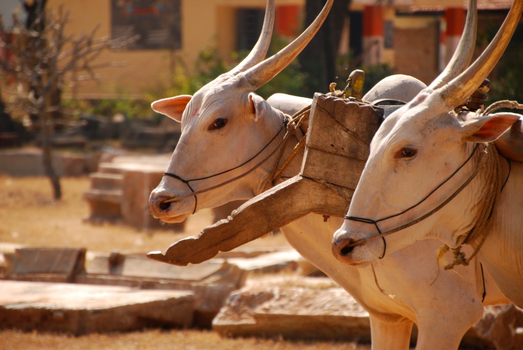 The bullocks in the south have long pointy-uppy horns unlike the bullocks in the south. The horns are often decorated with foil and coloured paint.