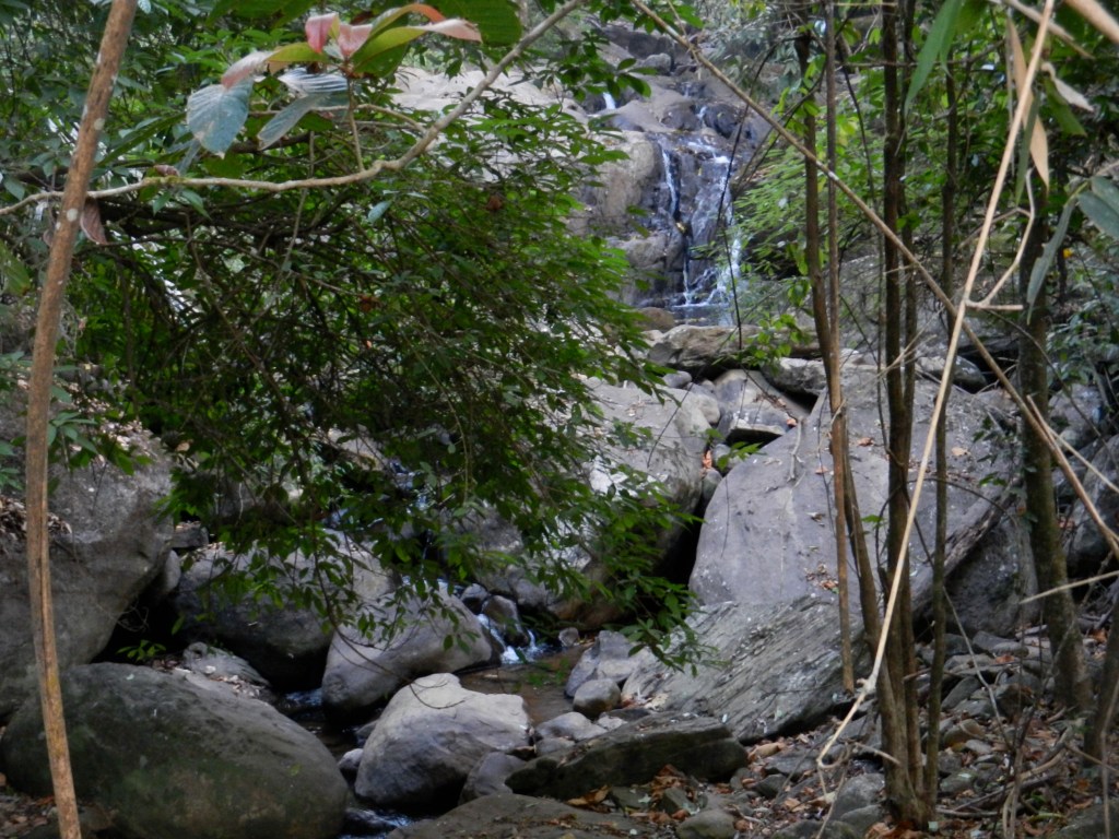 The Vythiri Resort was beautiful and peaceful, and amazingly quiet. I expected to hear more animal noises, but most of what I heard were bird calls.