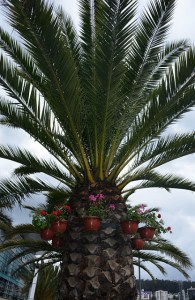 Geranium planters
