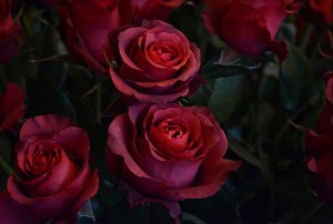3.1390504639.perfect-roses