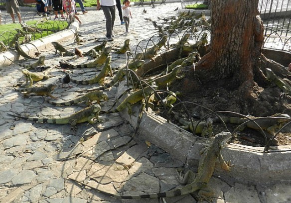 Arboreal iguanas heading for bed in the trees