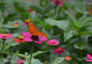 Butterfly at the Lara family farm