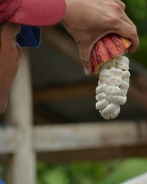 Cocoa beans