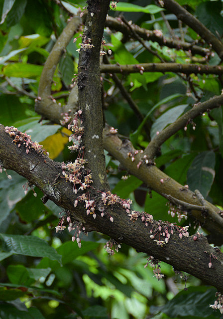 Cocoa flowers waiting for pollination