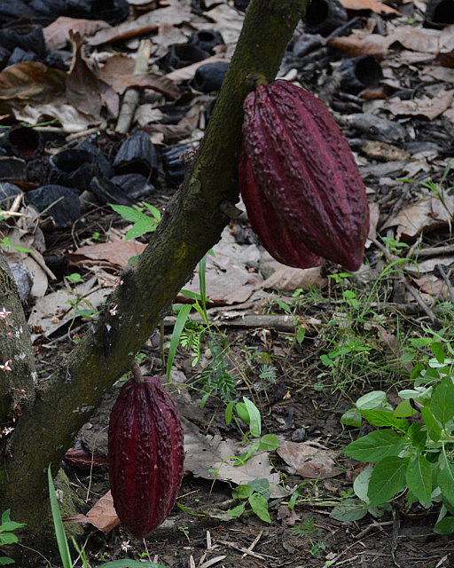 Cocoa pods growing on the trunk of a tree