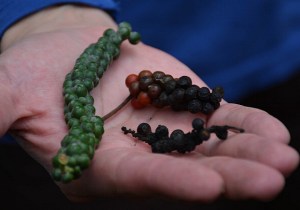 Green and black peppercorns