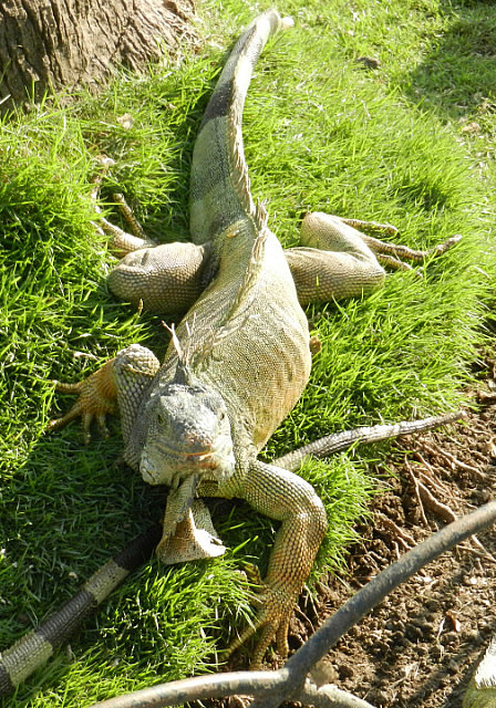 One of the larger arboreal iguanas